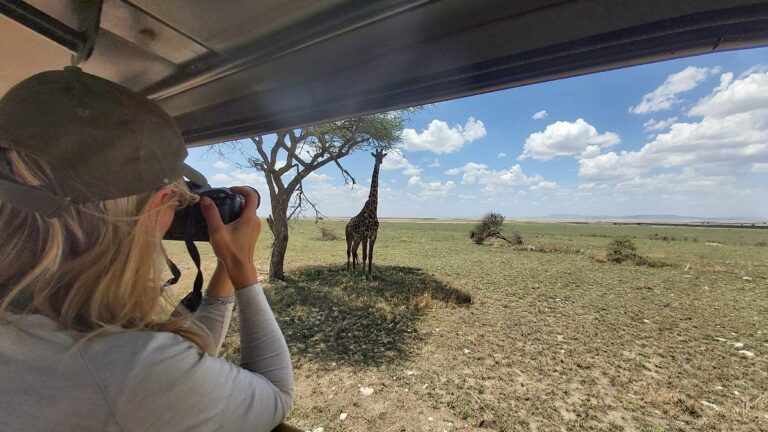 A woman seated in a safari vehicle during a game drive, capturing a photo of a giraffe seeking shade under a tree.
